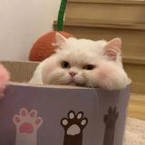 家教